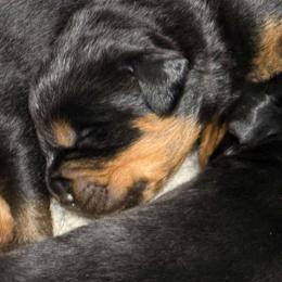 Star - Black and mahogany female Rottweiler puppy in Bartonsville, Pennsylvania from Karol's Rottweilers