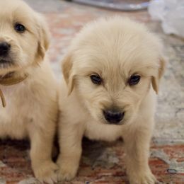 Goldendoodle, Golden Retriever, and Poodle Puppies from St. Barx Kennel Company