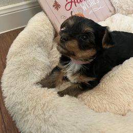 Yorkipoo and Yorkshire Terrier Puppies from Sweet as dessert puppies