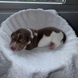 Dachshund Puppies from Sausage Strolls