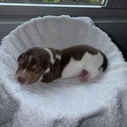 Dachshund Puppies from Sausage Strolls