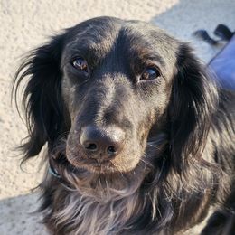 Guster - Dachshund