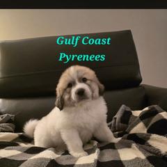 Royal - White and badger male Great Pyrenees puppy in Bay Saint Louis, Mississippi from Gulf Coast Pyrenees