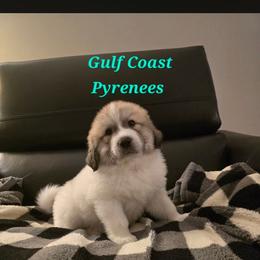 Royal - White and badger male Great Pyrenees puppy in Bay Saint Louis, Mississippi from Gulf Coast Pyrenees