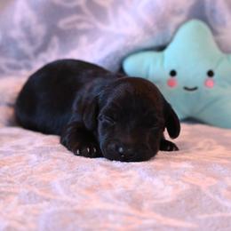 Waylon - Black and cream male Dachshund puppy in Guthrie, Kentucky from Triple T Dachshunds