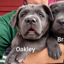 Oakley (Blue Collar) - Charcoal male Dilute Retriever puppy in Baldwin City, Kansas from Hedge Lane Labradors