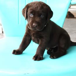 Wave - Chocolate male Labrador Retriever puppy in Camden, Indiana from Camden's Caring Canines
