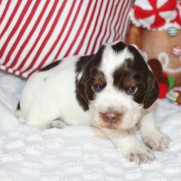 Girl 4 - English Springer Spaniel puppy in Swainsboro, Georgia from Sweet Georgia Springers