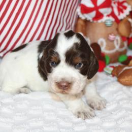 Girl 4 - English Springer Spaniel puppy in Swainsboro, Georgia from Sweet Georgia Springers