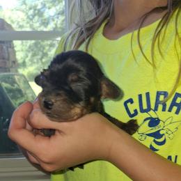 Boy 1 - Black and tan male Dachshund puppy in Oakman, Alabama from MEL Puppies