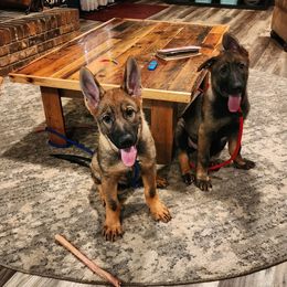 German Shepherd Puppies from Royalty German Shepherds
