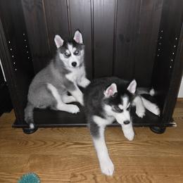 Siberian Husky Puppies from Genine Appello