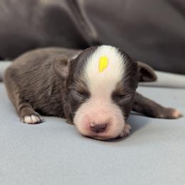 Ineos - Red tri male Toy Australian Shepherd puppy in Mountain Home, Idaho from LJK Boxers & Toy Aussies