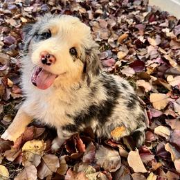 Assorted Doodle Crosses, Aussiedoodle, Australian Mountain Doodle, and Miniature Australian Shepherd Puppies from Aspen Mountain Doodles LLC