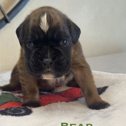 Bear - Fawn male Boxer puppy in Cicero, New York from MK Boxer Haven of CNY