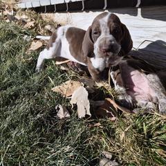 Bracco Italiano and Chihuahua Puppies from Snow Peak Kennel