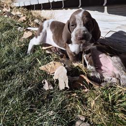 Bracco Italiano and Chihuahua Puppies from Snow Peak Kennel