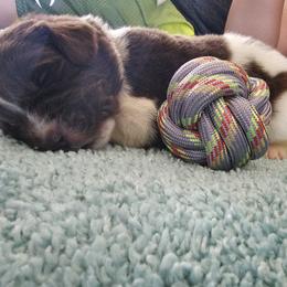 Newfoundland Puppies from Vermillion Newfoundlands