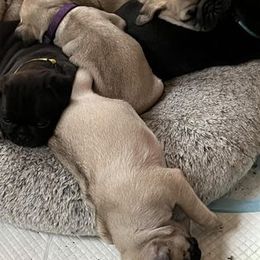 Pug Puppies from Crazy Pugs Haven