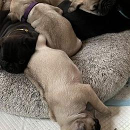 Pug Puppies from Crazy Pugs Haven