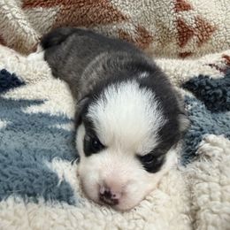 Kringle - Black and white male Pomsky puppy in Auburn, Washington from Periwinkle Pomskies