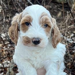 Yellow Male - Parti male Goldendoodle puppy in Great Falls, Montana from Montana Goldendoodles