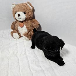 Charlie blue boy - Black male Pug puppy in Vancouver, Washington from Swift Pugs