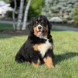 Bernese Mountain Dog and Pembroke Welsh Corgi Puppies from Highland Meadows