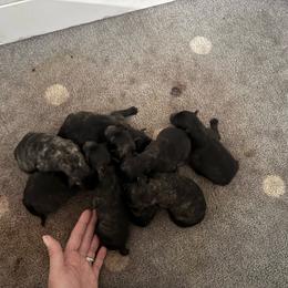 Boy 3 - Silver brindle male Dutch Shepherd puppy in Hastings, Minnesota from Century Hills Farm