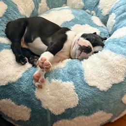 Boston Terrier Puppies from NW Boston Terriers