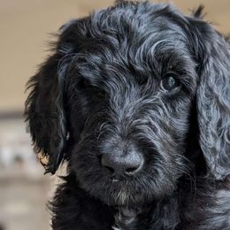 Peach Boy - Black Goldendoodle puppy in Olympia, Washington from Sinclairdoodles