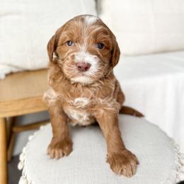 Bambi - Caramel male Australian Labradoodle puppy in Palmdale, California from Pixie Doodle Paws