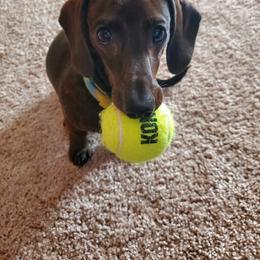 Dachshund Puppies from Army of Dachshunds