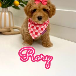 Rory - Apricot female Maltipoo puppy in Buford, Georgia from Petite Posh Puppies