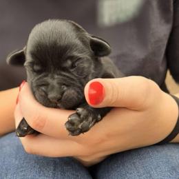 Girl 4 - Black female Labrador Retriever puppy in Napavine, California from StormyDaze Labradors & Beagles