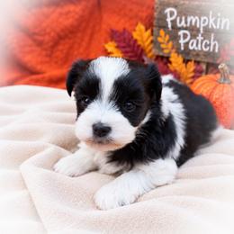 Almond Joy - Parti female Miniature Schnauzer puppy in Dorr, Michigan from Enchanted Paws