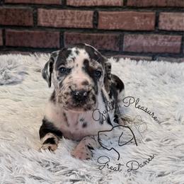 Gleam - Harlequin female Great Dane puppy in Barberton, Ohio from Guilty Pleasure Great Danes