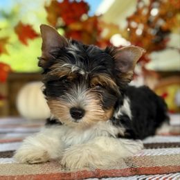 Red Collar 2000 - Black tan and white male Biewer Terrier puppy in Ambrose, Georgia from Southern Star Biewer Terriers