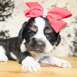 Millie - Black white and tan female Cocker Spaniel puppy in Rattan, Oklahoma from Double M Cocker Spaniels