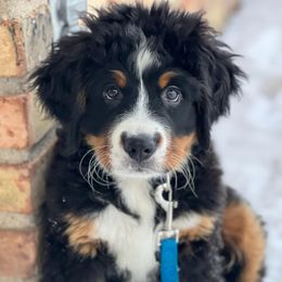 Bernese Mountain Dogs from Seven Arrows Beautiful Bernese