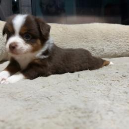 Aileen - Red tri-color female Miniature American Shepherd puppy in Terryville, Connecticut from Spirited Aussies