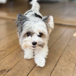 Biewer Terrier puppies from Half Pint Biewer Terriers