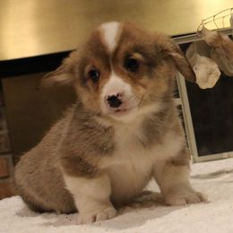 Ginger - Pembroke Welsh Corgi puppy from Covered Bridge Corgis