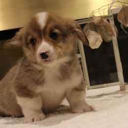 Ginger - Pembroke Welsh Corgi puppy from Covered Bridge Corgis