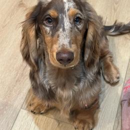 Zephyr - Dachshund