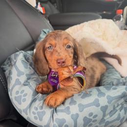 Dove - Dapple female Dachshund puppy in Attapulgus, Georgia from KJRC Kennels