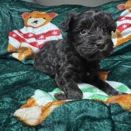 Cocoa - Liver female Miniature Schnauzer puppy in Pearland, Texas from K & S Schnauzers
