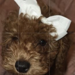 Red girl - Red  female Poodle puppy in Bokoshe, Oklahoma from Eden's Acre