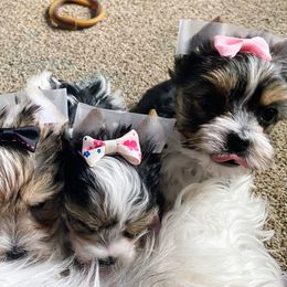 Yorkshire Terrier Puppies from Devine Yorkies