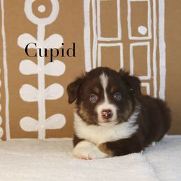 CUPID - Red tri-color male Miniature American Shepherd puppy in Puyallup, Washington from TRAILS END (FERGI’S) GEMINI
